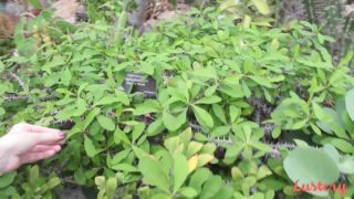 Video Asteria Ulysses a Day In The Life 1080p FullHD-1