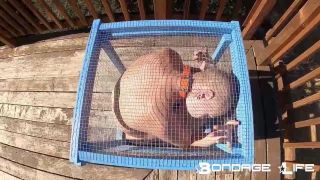 porn clip 11 Bondage Life – Tiny Cage Rachel Greyhound, ultimate fetish on fetish porn -5