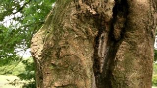 Gwenllian Higginson, Olivia Jewson – Crying Wolf (2015) HD 720p!!!-6