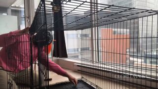 LGM H265_Introducing The Slave To It's Cage -3