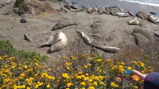 [ATKGirlfriends] Serena Hill Norcal 3 [07.11.24] [1080p]-6