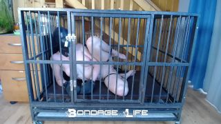 video 38 Bondage Life – Cage Time With Clamps Rachel Greyhound, lesbian bdsm orgasm hard on fetish porn -7