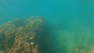 Dream4AngelENJOY Butt Plug IN and OUT among Fish n Corals-1