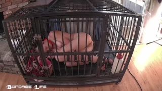 online xxx video 40 gay bdsm master Bondage Life – Cage Time With Greyhound (Extended), fetish on fetish porn-8