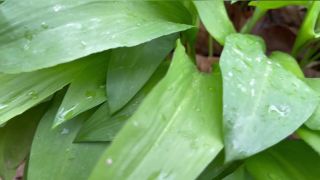 Lily LaBeau () Lilylabeau - rainy day fun in the forest ails des ours translates to garlic of bears an 01-04-2022-0