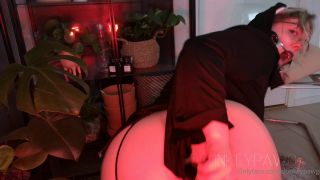 donkeypawg dp00147-3