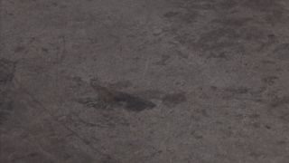 [SuperMisses.com] ZENP-02 HEROINE SEXY Pinch Wonder Venus Roar! Dragon Festival-012-3