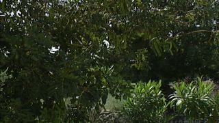 Jeannie und Der Fluch Der Bösen Hexe (1998).-0