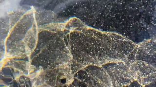 Onlyfans - Sisi Rose SNORTS My Cum Real Public Outside Pool Sex Gorgeous Latina Perfect Tits Teddy Tarantino - Onlyfans-1