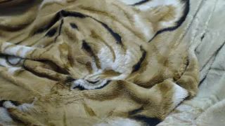 Shemale Webcams Video for October 06, 2020 – 12 Webcam!-9