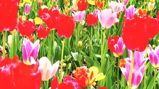 [SuperMisses.com] SPSD-89 Burusera Striker Part 2-017-1