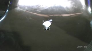 German porn German porn  Gangbang Chief - Amateur Jamie Full Cum Injection Orgy 1080P - Cum -4