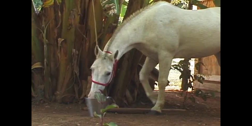 Brazilian Gay Hottie Fucking at Farm Gay