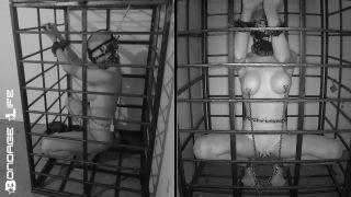 free adult video 49 asian bdsm squirt bdsm porn | Bondage Life – More Storage Time For Greyhound | fetish-3