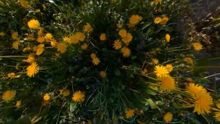 online xxx clip 48 foot femdom femdom porn | CANADIAN AND ASIAN GIANTESS FANTASY – Unaware In A Dandelion Jungle EXTREME POV – Trilogy Collection | femdom joi-9