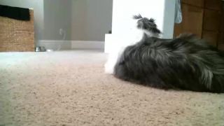 adult clip 26 Shemale Webcams Video for July 11, 2019 – 20 - webcams - webcam -2