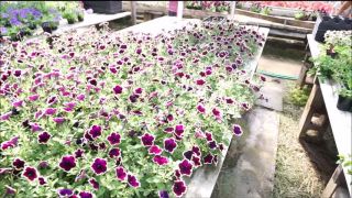 xxx clip 39  TianaLive in hollyhotwife – Flashing With Flowers, milf on milf porn-2