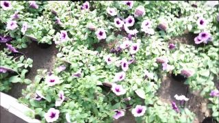 xxx clip 39  TianaLive in hollyhotwife – Flashing With Flowers, milf on milf porn-3