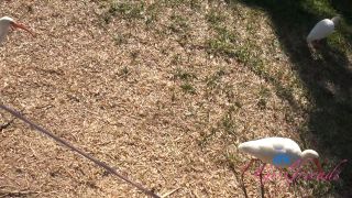 [ATKGirlfriends] Dez Hansen Florida 2 [01.27.26] [1080p]-1