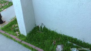 xxx clip 43 webcam bdsm porn Disciplinary Arts – MP4/Full HD – Mr. Troy, Yasmine Sinclair – Obeying Curfew (Release date: Apr. 16, 2021), bdsm porn on bdsm porn-1