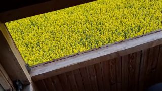Cum In Mouth Unplanned public blowjob on a forest viewing deck, ending with a huge facial amid yellow blooms-5