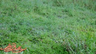 Xev Bellringer Gives An Eye Contact Blowjob To Her Stepbrother Pov Onlyfans (Amateur porn)-2