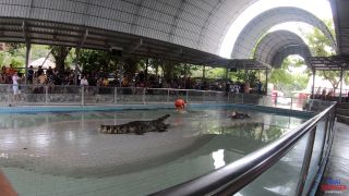 Thai Swingers 4K: Crocodile Zoo Bondage Sex Thrills 2025!-3