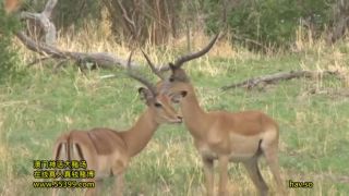 Wild Kingdom 2 African Aboriginals (Amateur porn) Uehara Ai-0