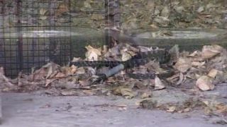 Master Costello - Traum-Exzesse Download Porn Videos in G...-5