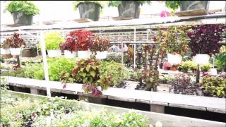 xxx clip 32 TianaLive in hollyhotwife – Flashing With Flowers | hardcore | milf porn lorena garcia hardcore-6