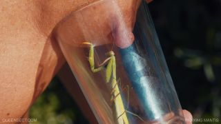 adult xxx clip 33 Queen Sect – PRAYING MANTIS 2023 July 14 | mantis | fetish porn nylon stocking fetish-1