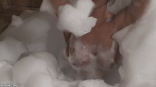 NSimsVideo 22 - Bubble Bath HD (27 05 2011)-7
