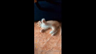 Mira - heyhorny () Heyhorny - cat therapy 22-09-2020-2