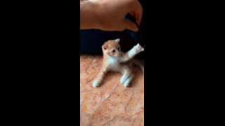 Mira - heyhorny () Heyhorny - cat therapy 22-09-2020-6