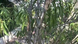 breastsinpain comLittle Red Girl pulling hard on her Tits-2