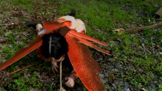 Just a Little Anal Bug in the Grass - BDSM-0