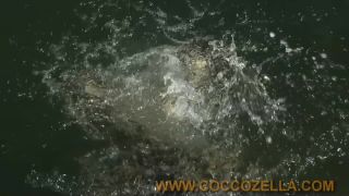 Coccozella-SiteRIP 0122-nomad-pz3-4-1