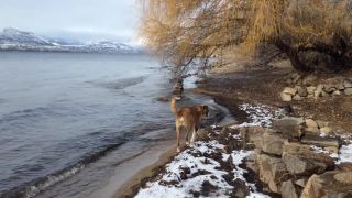 January_day_at_Three_Mile_Beach_2018-9