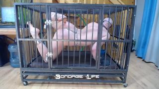 adult xxx video 7 femdom pony play bdsm porn | Bondage Life – Cage Time With Greyhound | fetish-1