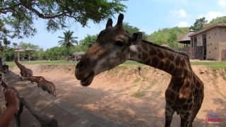 Porno Travel - Monthly Ep. 56 4K new 2022 - Asian-2