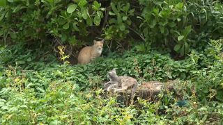 Alexa Grace ATKGirlfriends 15 11 17 Alexa Grace-1