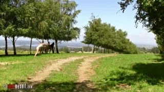 daisy chains -2