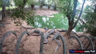6233 Crocodiles Munching And Thai Gf Cumming-3