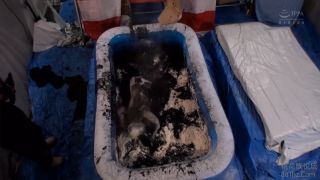 (Japanese porn) Haruna Ayane, Mizuki Hayakawa, Moe Hazuki, Koharu Tsukimiya, Hina Himeno-9