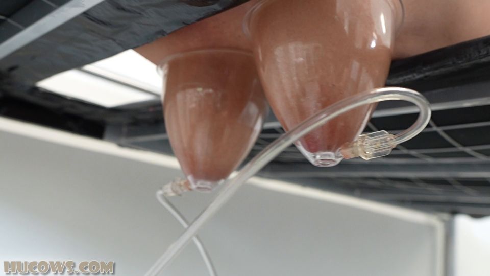 Hu Cows 26 01 03 Darina Udder Stretching – Full HD - Udder