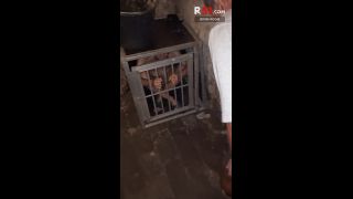 Pet Play Fetish Basement 4K – Day 12 – R51 – 4K.-7