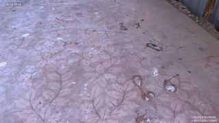 Wildcats My Domestic Slave Washes The Dishes And Does Cleaning Around House (Femdom porn)-0