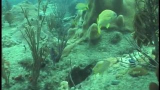 SexUnderwater e0016 Scuba Dears   Reef 1 (mp4)-3