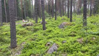 Fantasin Uppfylld I Skogen. Se Mer På Min OF.-3