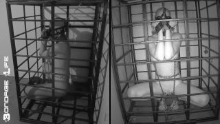 free online video 40 skin diamond femdom Bondage Life – More Storage Time For Greyhound, bondage life on femdom porn-7